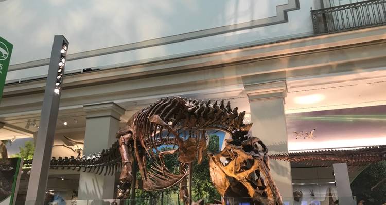 Grand squelette de fossile de dinosaure exposé dans une salle de musée bien éclairée.