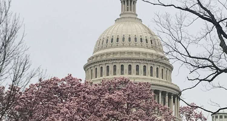 Le dôme du Capitole américain encadré par des magnolias roses en fleur lors d'une journée printanière grise.