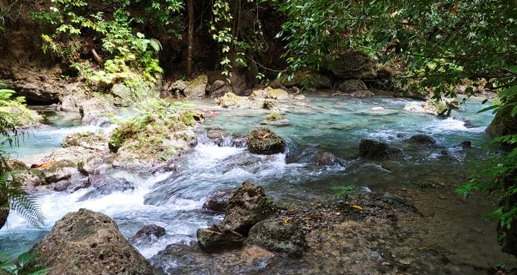 Fast-moving jungle stream cascading over rocks beneath thick foliage.