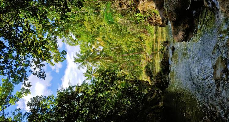 Jungle stream with reflections framed by palms and dense foliage under blue sky.