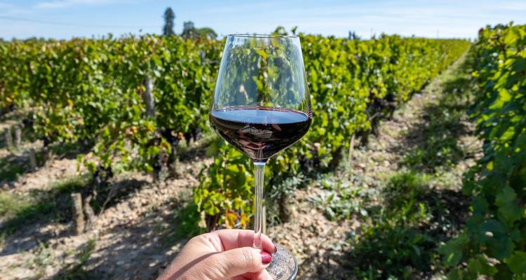 Una mano sostiene una copa de vino tinto en un viñedo iluminado por el sol con filas verdes de uvas extendiéndose hacia la distancia.