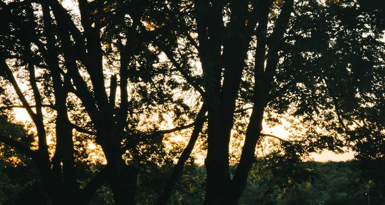 Árboles recortados contra la luz del atardecer que se filtra a través de sus ramas.