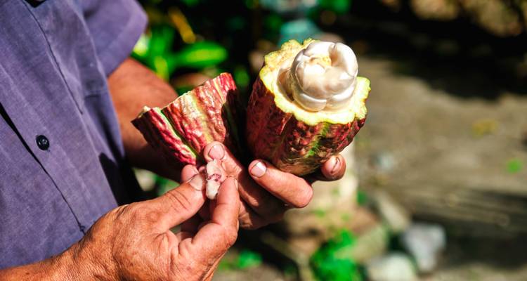 Close-up of hands opening a ripe cacao pod to reveal white cacao beans inside.