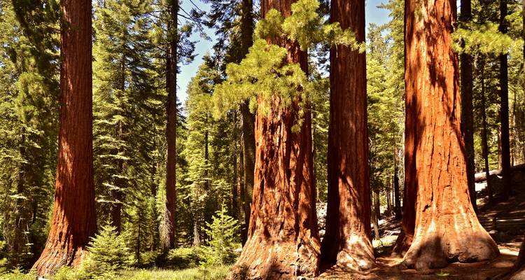 Towering reddish-brown sequoia trunks rise among dense evergreen forest under bright sunlight.