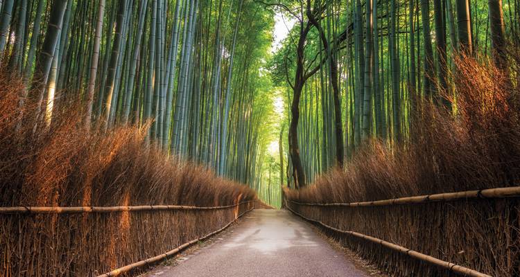 Serene path through towering bamboo stalks at Arashiyama forest