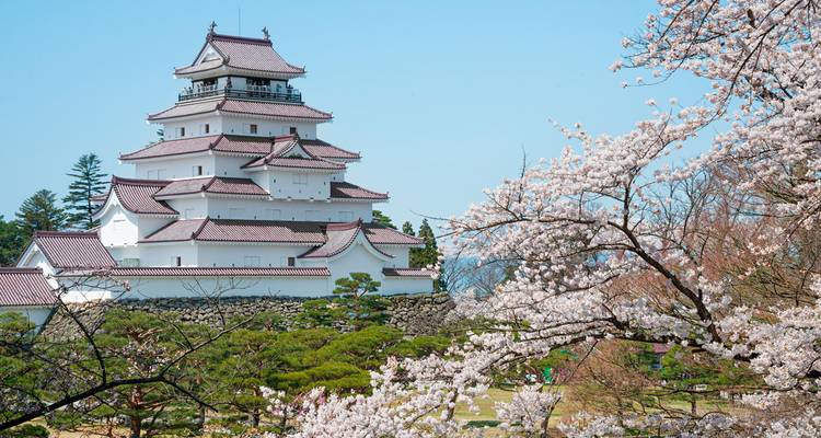 Die weiß getünchte Burg Tsuruga, umrahmt von zarten Kirschblüten vor blauem Himmel.