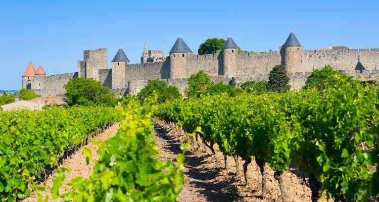 Reihen grüner Weinreben, die zu den befestigten Mauern und Türmen von Carcassonne führen