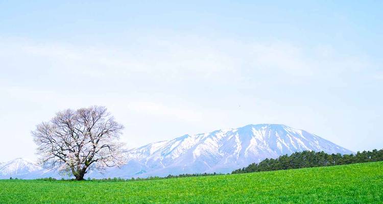 Een enkele bloeiende boom die alleen staat in een uitgestrekt groen veld met een met sneeuw bedekte bergketen erachter onder een bleek lucht.