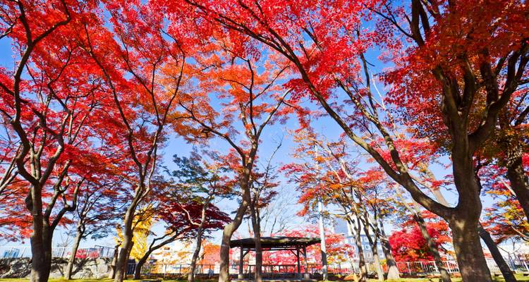 Parque lleno de altos arces con hojas de otoño rojo intenso brillando contra un cielo azul