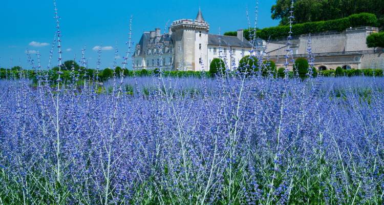 Feld voller leuchtend violetter Lavendelblüten mit einem kleinen Schloss, das über grünen Hecken unter einem strahlend blauen Himmel hervorragt.