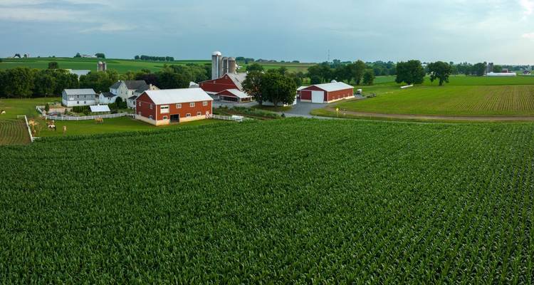 Aerial view of green corn fields surrounding traditional red-roofed barns and silos on a Lancaster County farm.