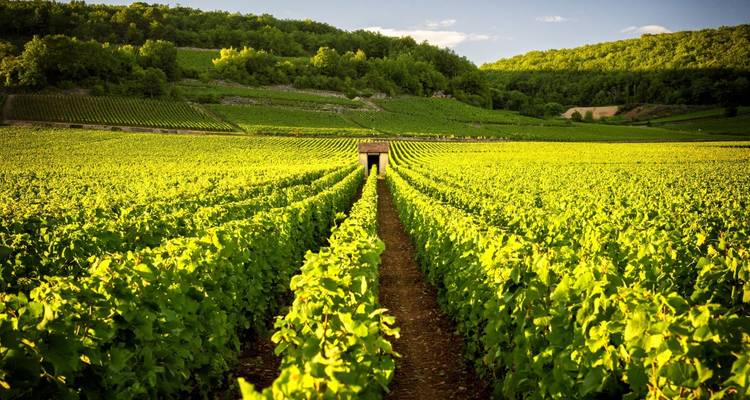 Endless green vineyard rows converge at a small hut under warm evening light in Burgundy.