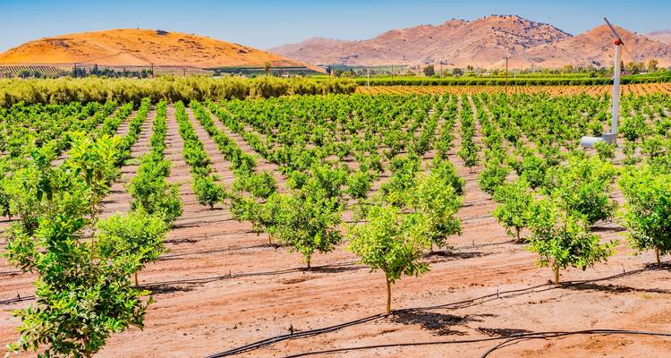 Rows of young orchard trees stretch toward arid Californian hills under bright sun.