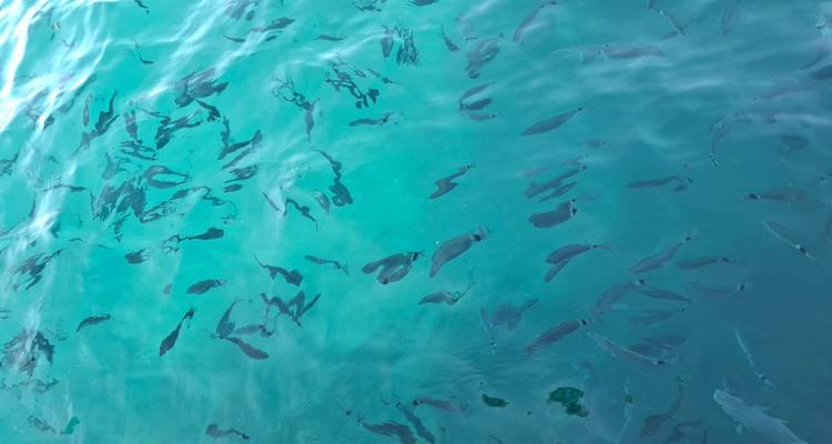 Eau de mer turquoise cristalline avec des dizaines de petits poissons visibles près de la surface