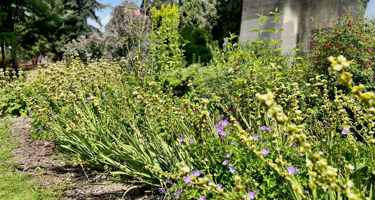 Wildflower bed with mixed greenery and purple blooms beside a concrete structure.