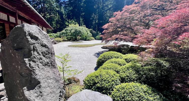 Sunlit Japanese rock garden with vibrant red maple and manicured shrubs.