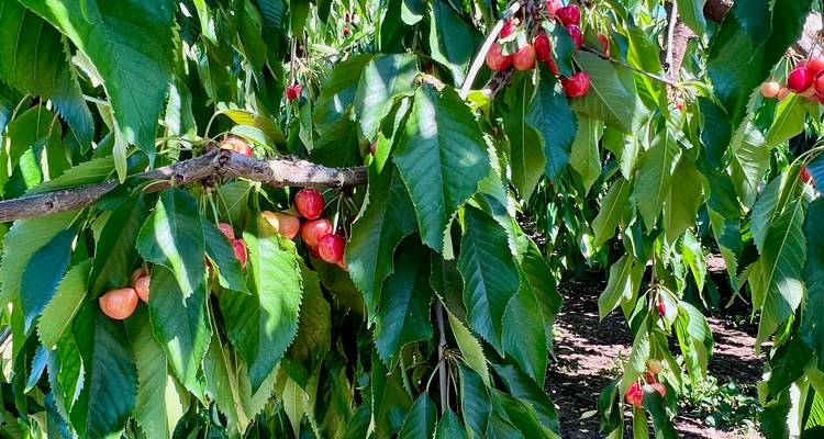 Branches of cherry trees heavy with ripe red fruit in an orchard.