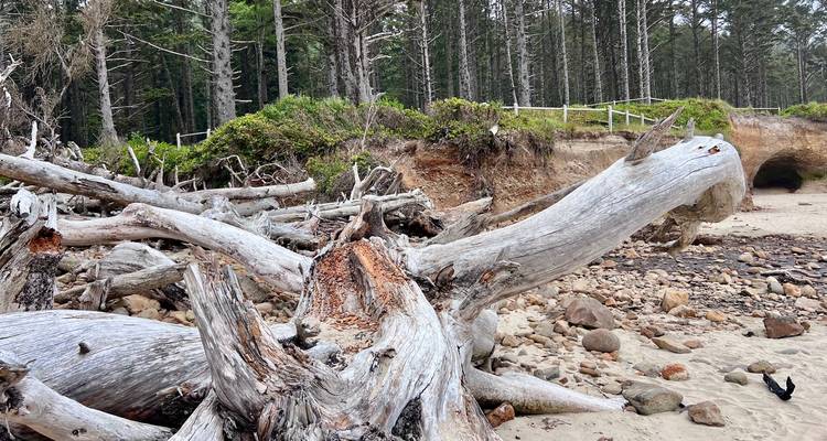 Weather-bleached driftwood logs scattered across a rugged beach backed by spruce forest.