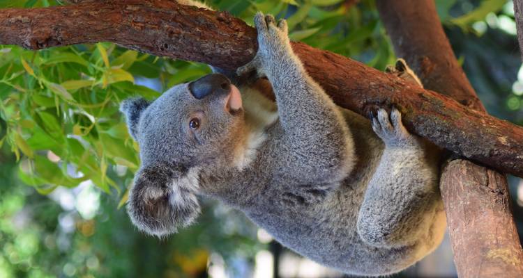 Alert koala grips a branch, surrounded by soft green foliage.