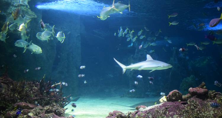 Shark glides through a large aquarium tank teeming with colorful fish.