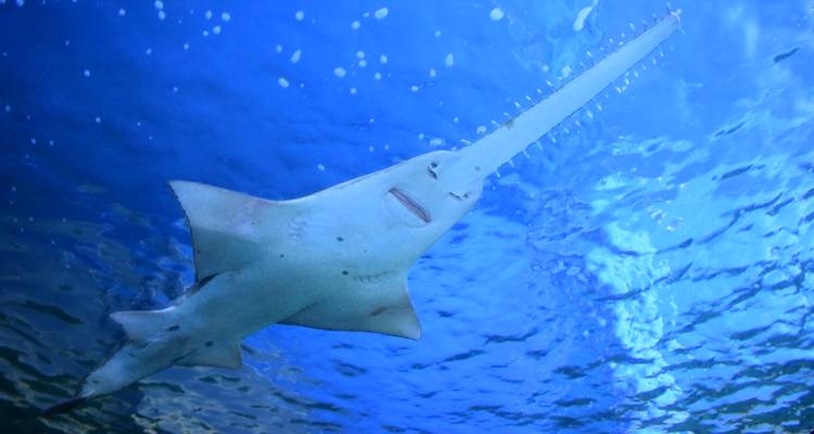 Sawfish photographed from below swims in deep blue aquarium water.