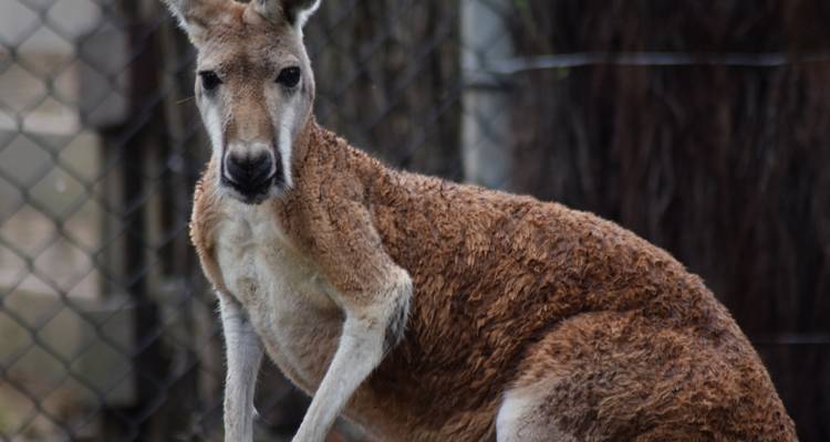 Red kangaroo rests upright beside a wire fence on a rainy day.