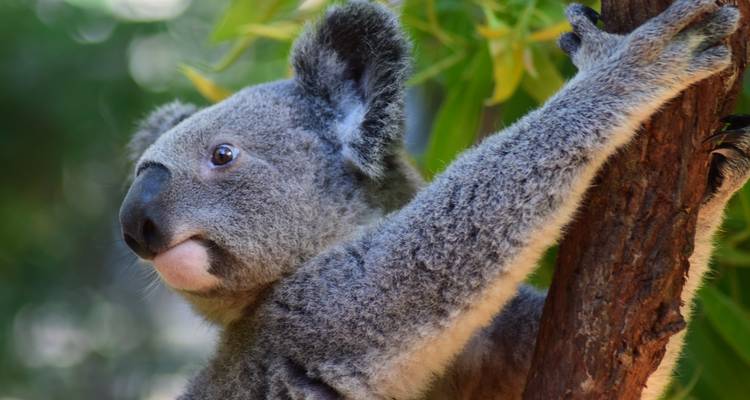 Close-up of a koala stretching along a branch, soft background bokeh.