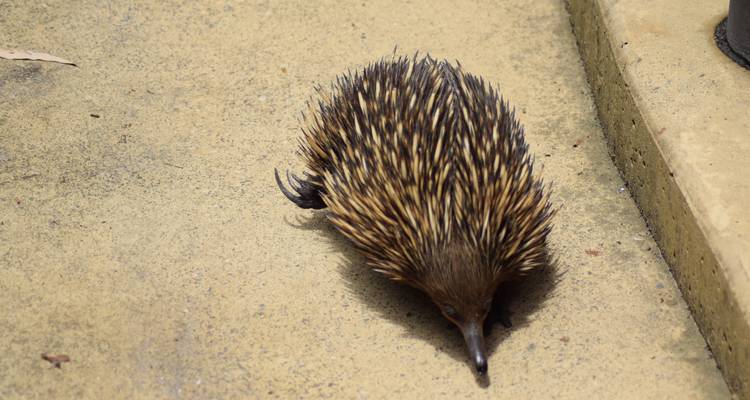 Echidna with spiny coat snuffles across a concrete surface.