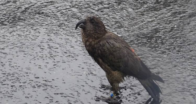 Wet kea parrot standing on rain-speckled asphalt looking alert.