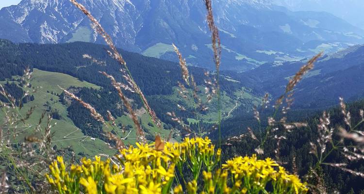 Des fleurs alpines jaune vif qui contrastaient avec un vaste panorama montagneux.