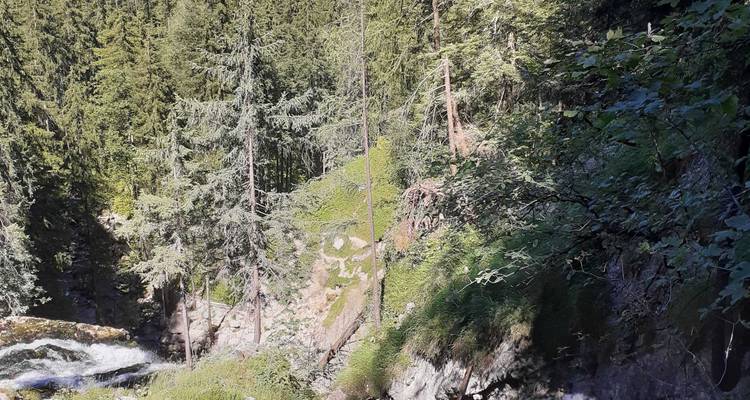 Scène de forêt parsemée de taches de soleil avec ravin escarpé partiellement caché par les arbres.