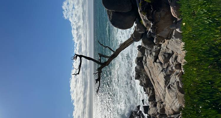 Silhouetted gnarled tree perched on granite rocks with sparkling ocean backdrop and clear sky.