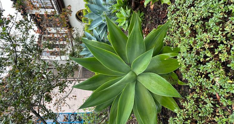 Lush garden bed featuring large green agave plants and a stucco building behind.
