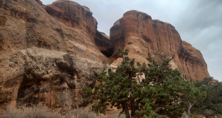 Close view of weathered sandstone cliffs with a lone juniper tree under gray skies.