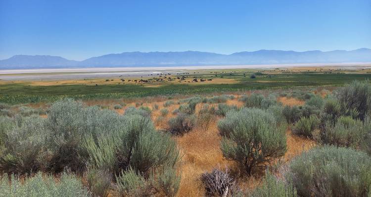 Weitwinkelaufnahme von Antelope Island mit einer nebligen Bisonherde, die zwischen Beifuss graest, vor der Kulisse des Grossen Salzsees.
