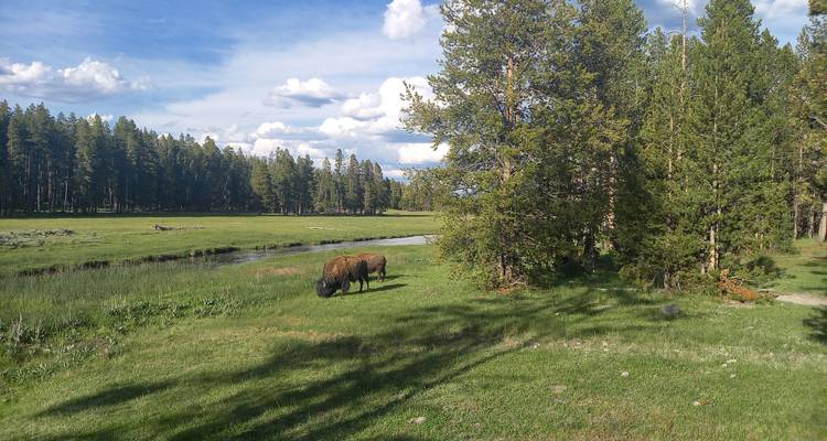 Zwei Bisons grasen in einer sonnendurchfluteten Wiese in der Nähe eines kleinen Baches, die von einem Kiefernwald begrenzt wird.