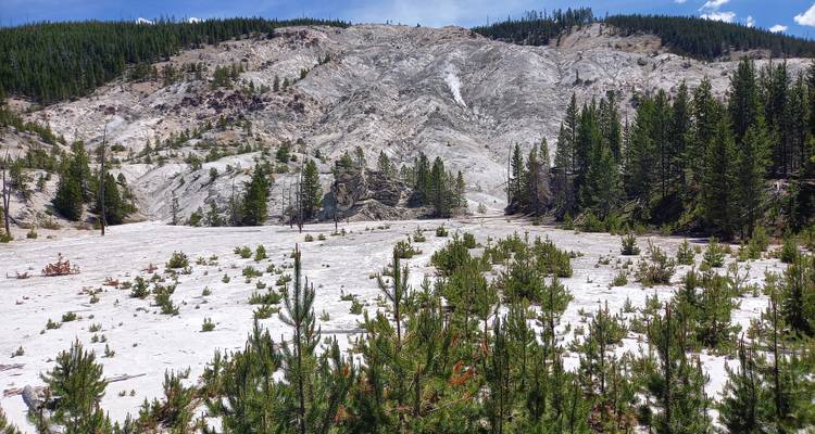 Gebleichter weißer kahler Hang eines hydrothermalen Rutschungsgebiets, das von Kiefernwald begrenzt wird, im Yellowstone.