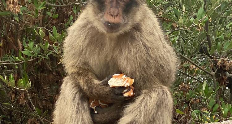 Close portrait of a Barbary macaque holding and eating an orange peel amid green shrubs.