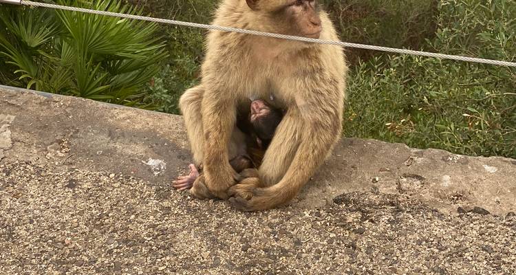 Barbary macaque mother holding her infant while perched on a low stone wall overlooking greenery.