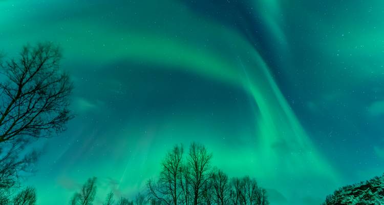 Levendige groene aurora die over de lucht scheert boven silhouetten van kale bomen.