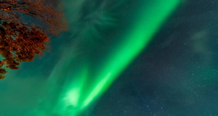 Sterk groen noorderlichtbundel dat diagonaal over de nachtelijke hemel scheert met een verlichte boom aan de linkerkant.