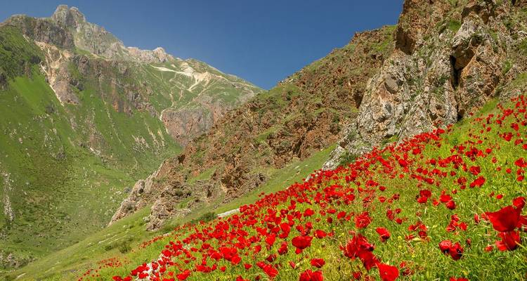 Bright red poppy flowers blanket a green mountain slope in the Caucasus beneath a clear blue sky.