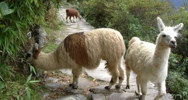 Cusco To Lima (12 Days) Incas & Amazon (inc. Amazon Jungle) - Oasis Overland