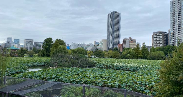 Lotus-covered pond with urban skyline in background under grey sky