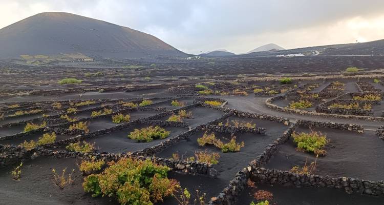 Parcelles viticoles uniques délimitées par de basses murets de pierre de lave sur un sol volcanique noir avec des cônes en arrière-plan.