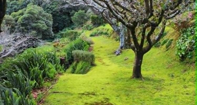 Lush green garden path lined with moss and trees in a tropical setting.