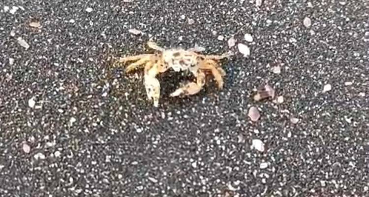Close-up of a small crab on fine black volcanic sand.