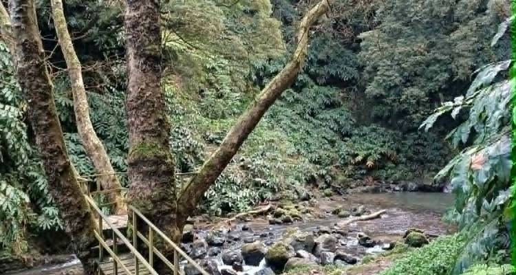 Wooden footbridge over a rocky stream amid dense green forest.