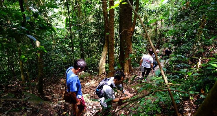 Travelers hike through dense tropical forest along a narrow dirt trail