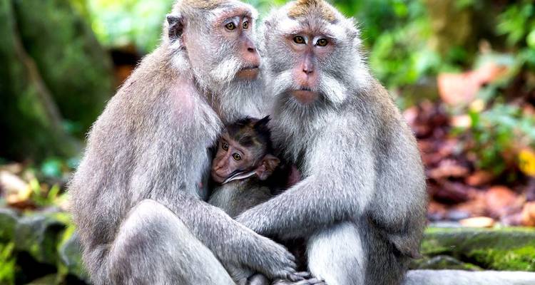 Une famille de macaques gris blottis ensemble sur le sol de la forêt dans la Forêt des Singes de Bali.